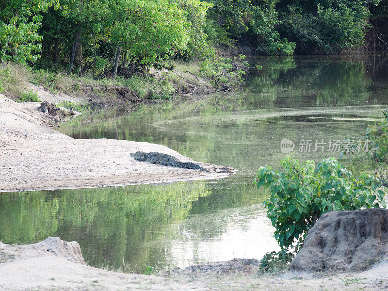 尼罗河鳄(Crocodylus niloticus)在河岸上休息